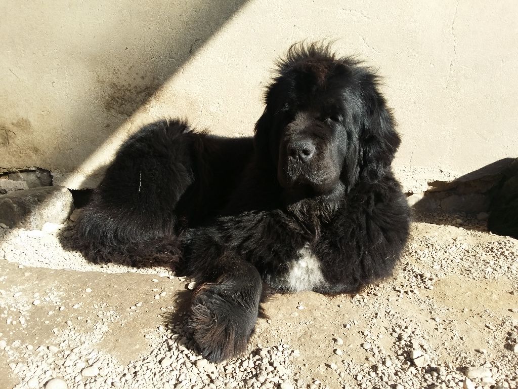 Génésis des Seigneurs de l'Odyssée