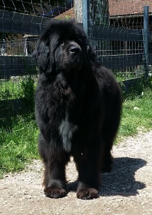 Génésis des Seigneurs de l'Odyssée