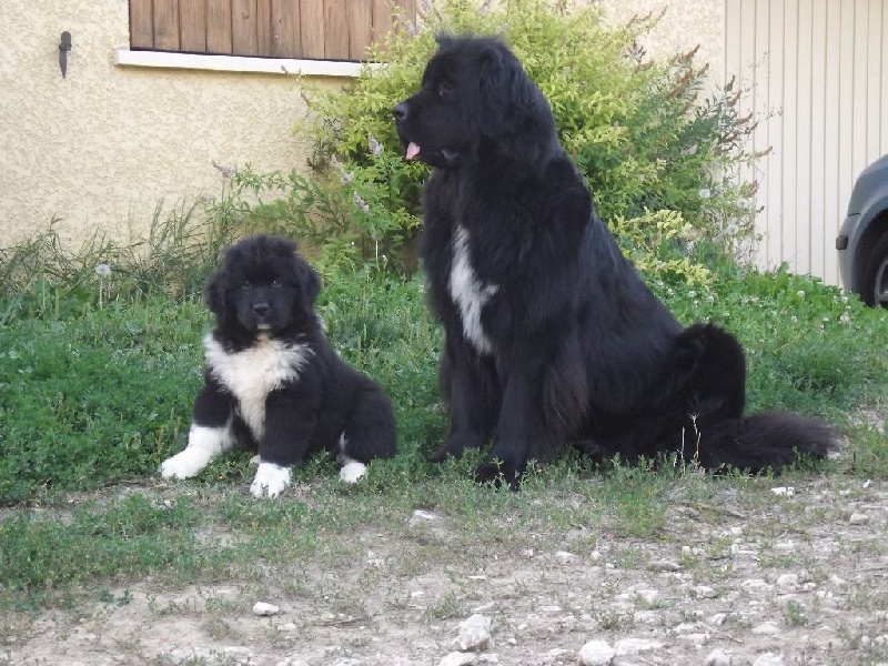 Génésis des Seigneurs de l'Odyssée
