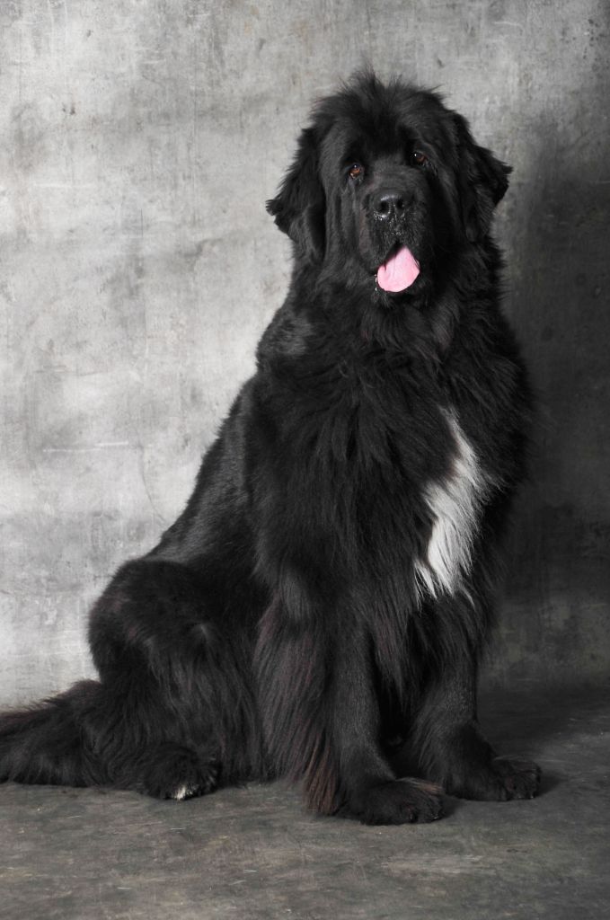 Génésis des Seigneurs de l'Odyssée