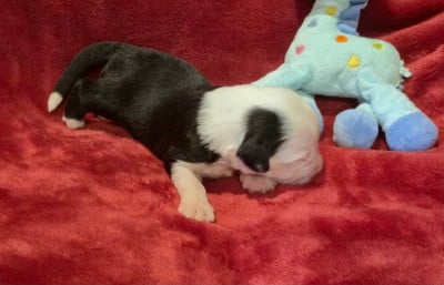Les chiots de Bobtail