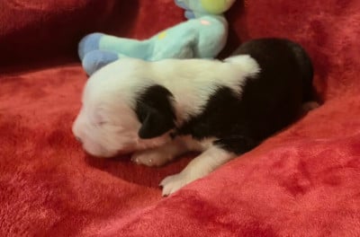 Les chiots de Bobtail