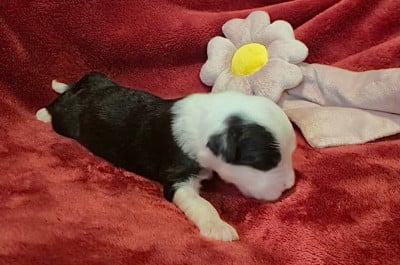 Les chiots de Bobtail