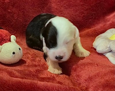 Les chiots de Bobtail