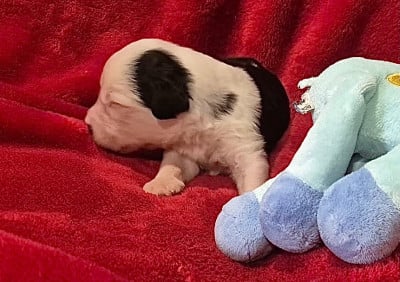 Les chiots de Bobtail