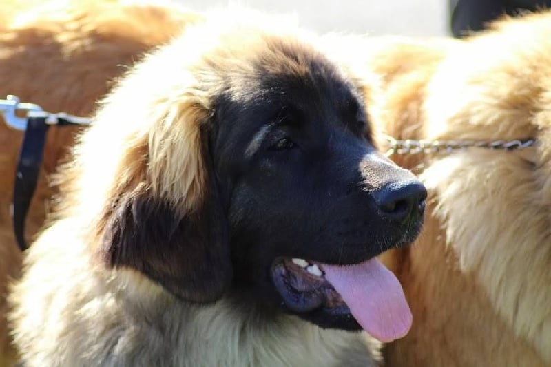 Publication : Inukamour Auteur : Maite AMATLLER