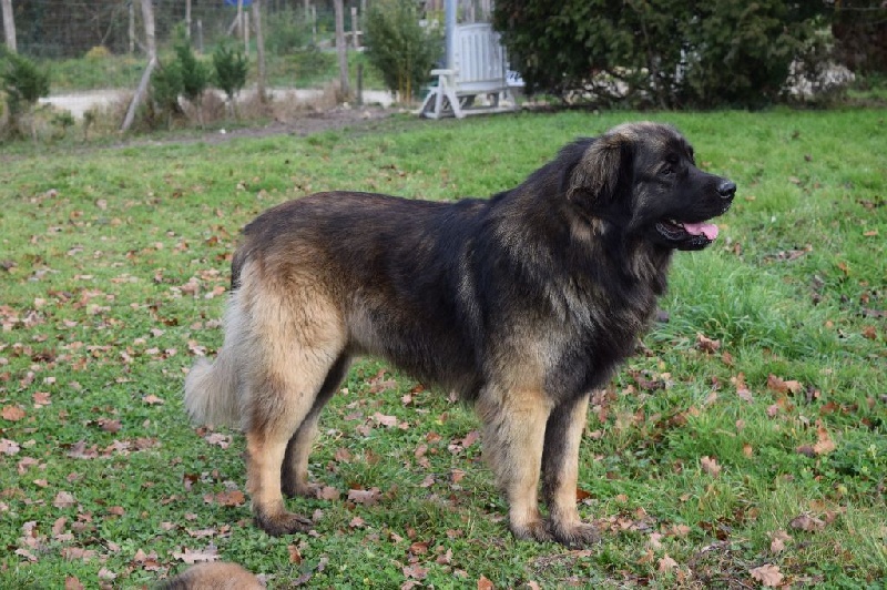 Publication : Inukamour Auteur : Maite AMATLLER