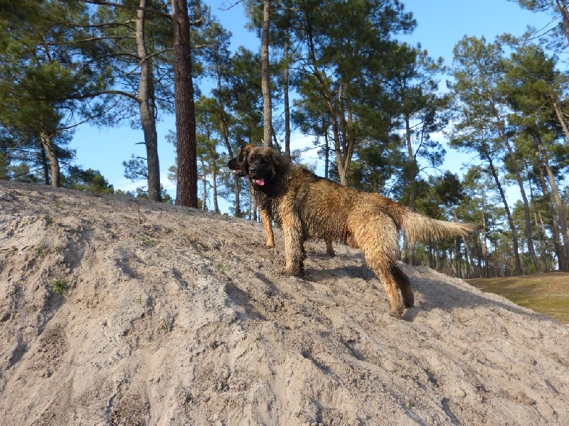 Publication : Inukamour Auteur : Maite AMATLLER