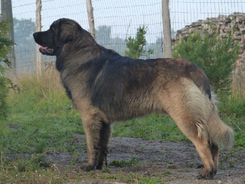 Publication : Inukamour Auteur : Maite AMATLLER