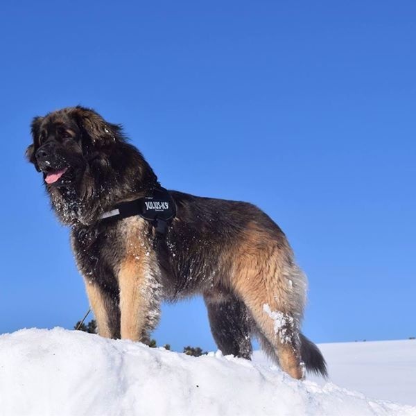 Publication : Inukamour Auteur : Maite AMATLLER