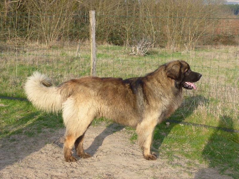 Publication : Inukamour Auteur : Maite AMATLLER