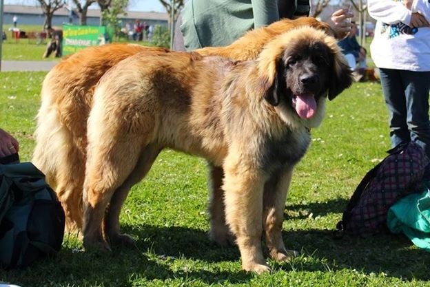 Publication : Inukamour Auteur : Maite AMATLLER