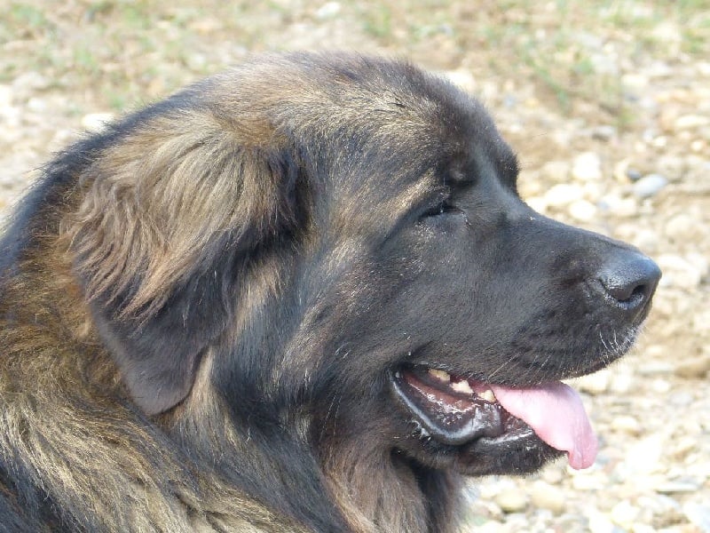 Publication : Inukamour Auteur : Maite AMATLLER