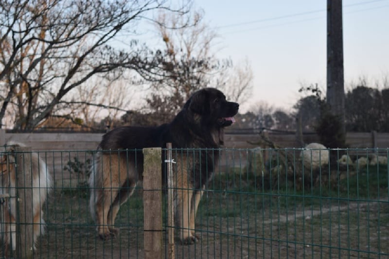 Publication : Inukamour Auteur : Maite AMATLLER