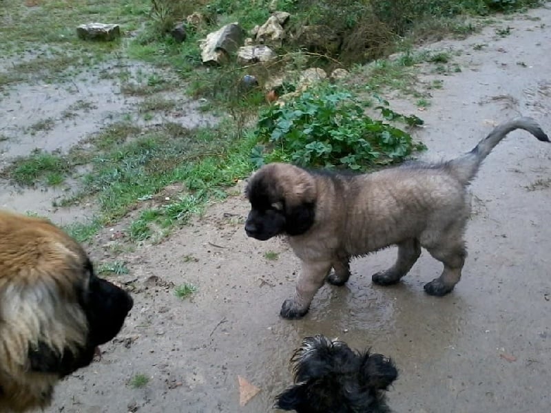 Publication : Inukamour Auteur : Maite AMATLLER