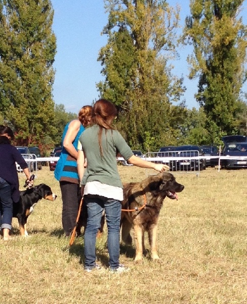 Publication : Inukamour Auteur : Maite AMATLLER