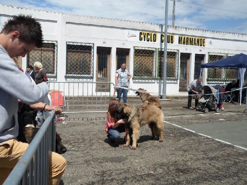 Publication : Inukamour Auteur : Maite AMATLLER