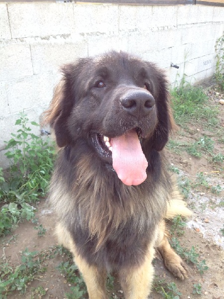 Publication : Inukamour Auteur : Maite AMATLLER