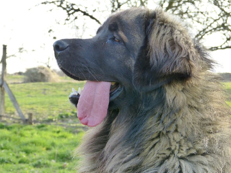 Publication : Inukamour Auteur : Maite AMATLLER