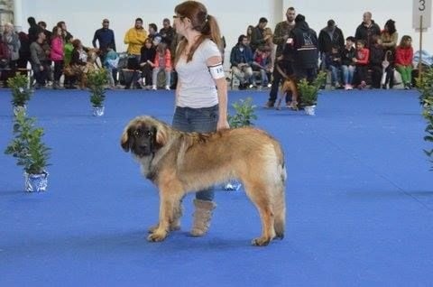 Publication : Inukamour Auteur : Maite AMATLLER