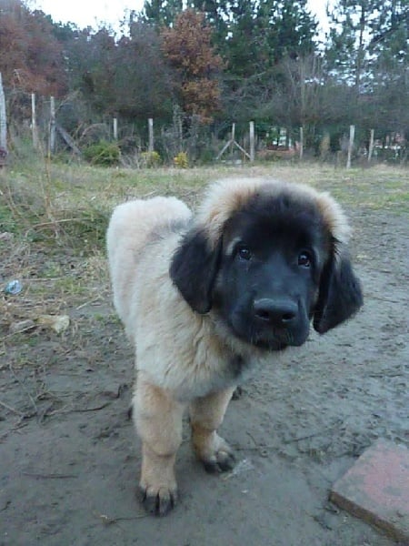 Publication : Inukamour Auteur : Maite AMATLLER