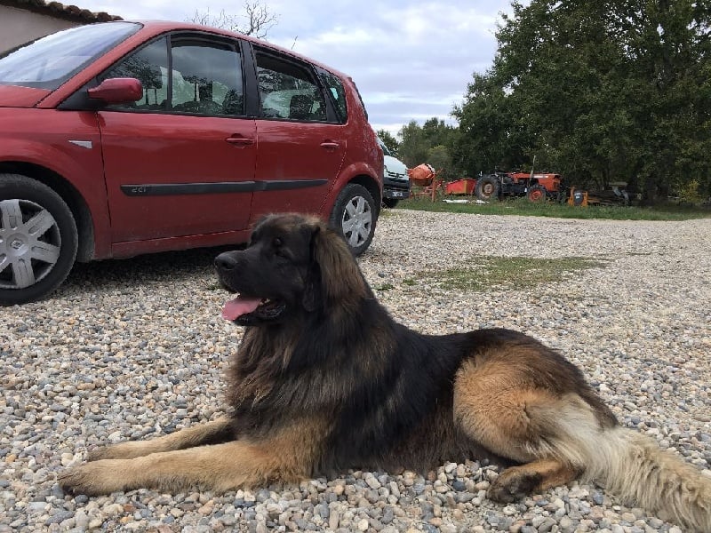 Publication : Inukamour Auteur : Maite AMATLLER