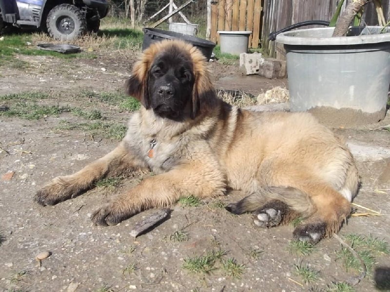 Publication : Inukamour Auteur : Maite AMATLLER