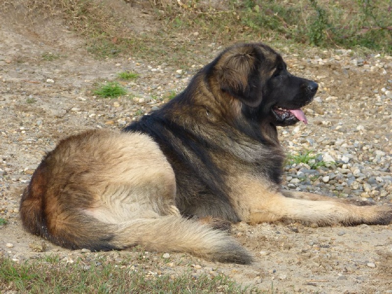 Publication : Inukamour Auteur : Maite AMATLLER