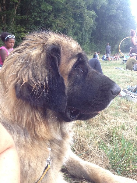 Publication : Inukamour Auteur : MAITE AMATLLER