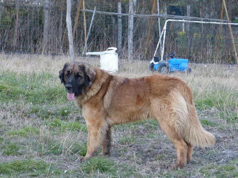 Publication : Inukamour Auteur : MAITE AMATLLER