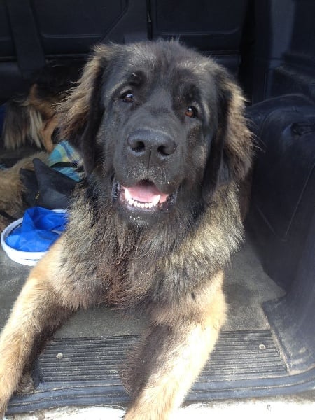 Publication : Inukamour Auteur : Maite AMATLLER