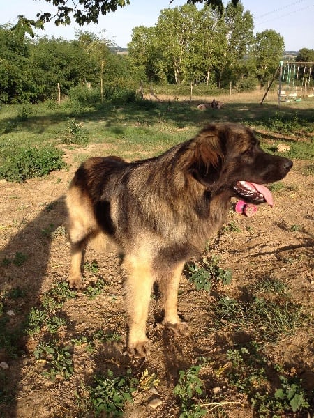 Publication : Inukamour Auteur : Maite AMATLLER