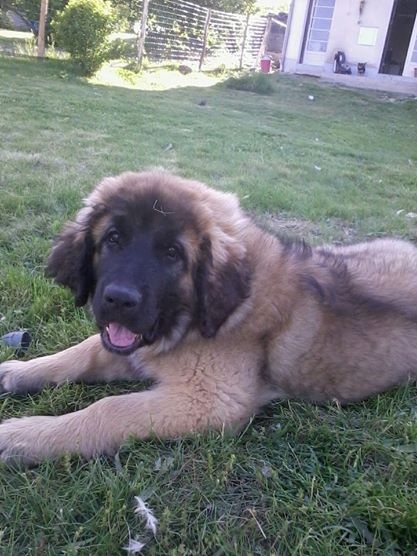 Publication : Inukamour Auteur : MAITE AMATLLER