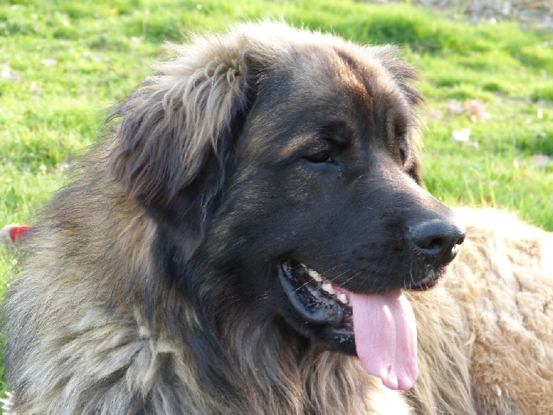 Publication : Inukamour Auteur : Maite AMATLLER