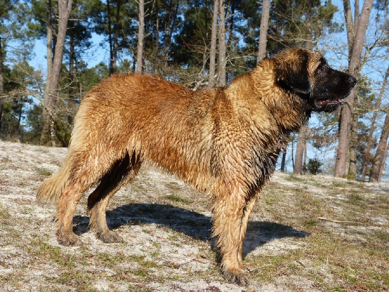 Publication : Inukamour Auteur : MAITE AMATLLER