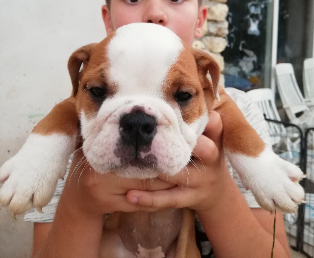 CHIOT - Bulldog Anglais