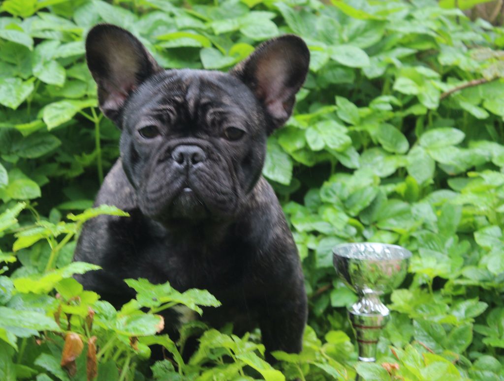 Secret of Bulldogs Stars M'a libertedepenser - 1er très prometteur