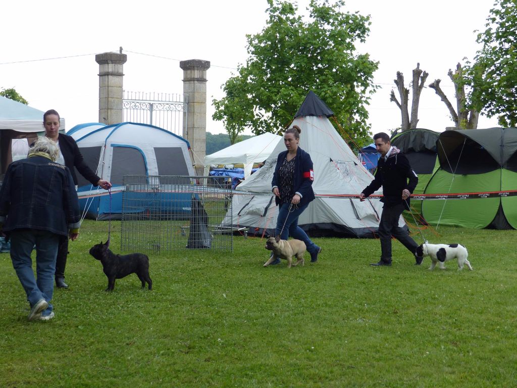 Secret of Bulldogs Stars M'a libertedepenser - sélectionné pour meilleur Puppy ( non retenu)