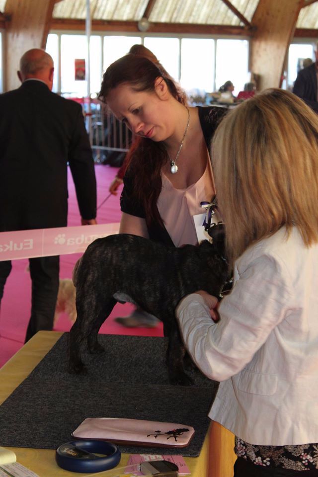 Secret of Bulldogs Stars M'a libertedepenser - 2e très prometteur