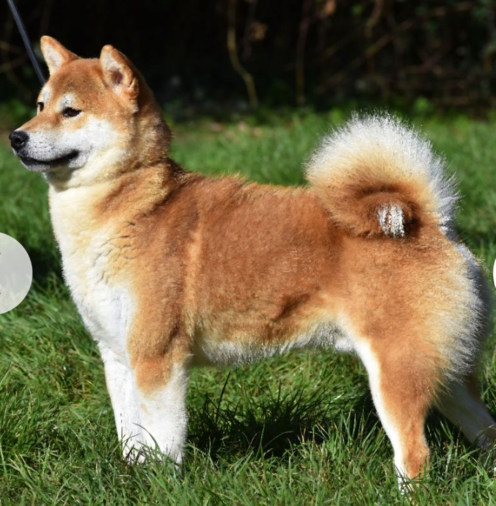 Publication : Aurely's Dogs