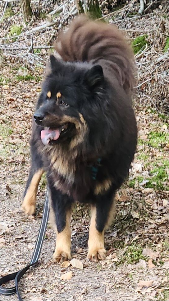 Toska Du Mistral Normand