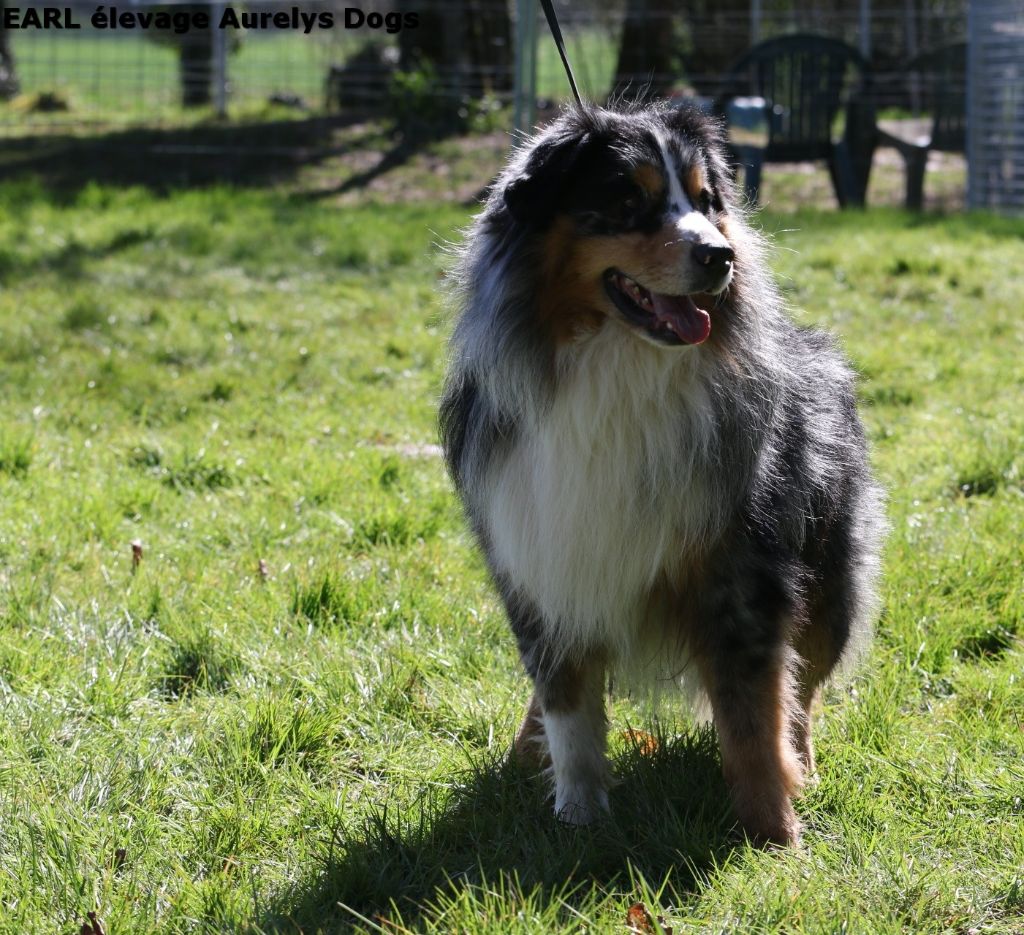 Publication : Aurely's Dogs Auteur : EARL élevage Aurelys Dogs