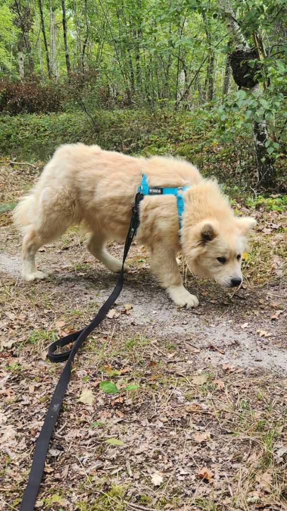 Aia Du Mistral Normand