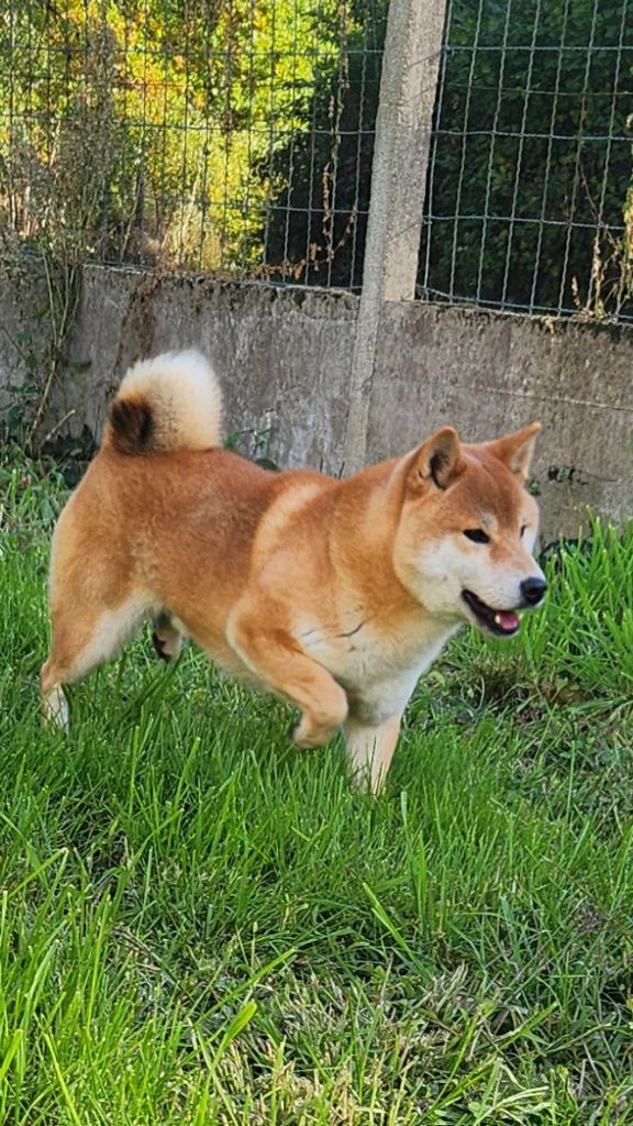 Urubu De La Source Des Rochettes