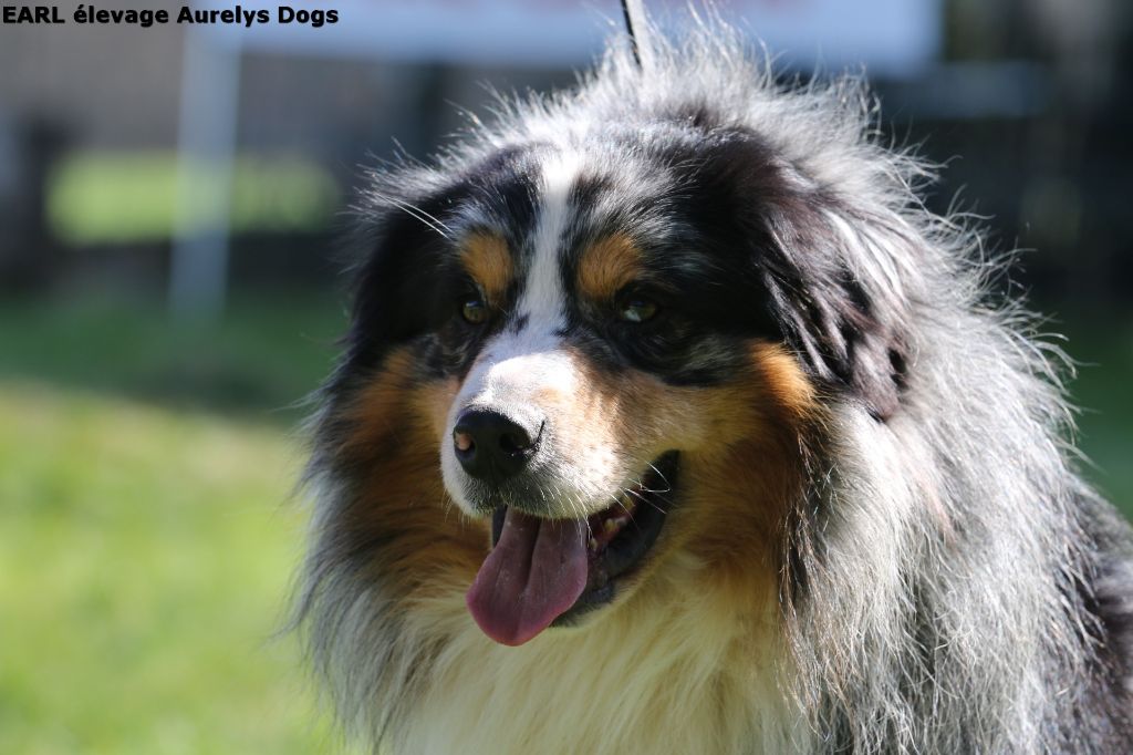 Publication : Aurely's Dogs Auteur : EARL élevage Aurelys Dogs