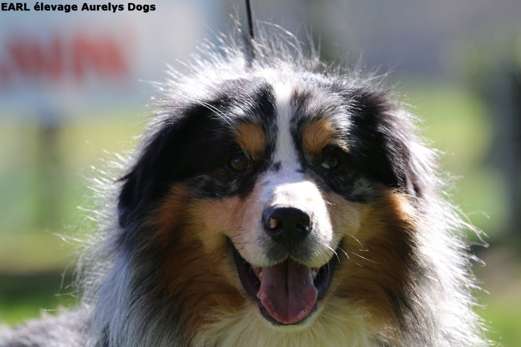 Publication : Aurely's Dogs Auteur : EARL élevage Aurelys Dogs