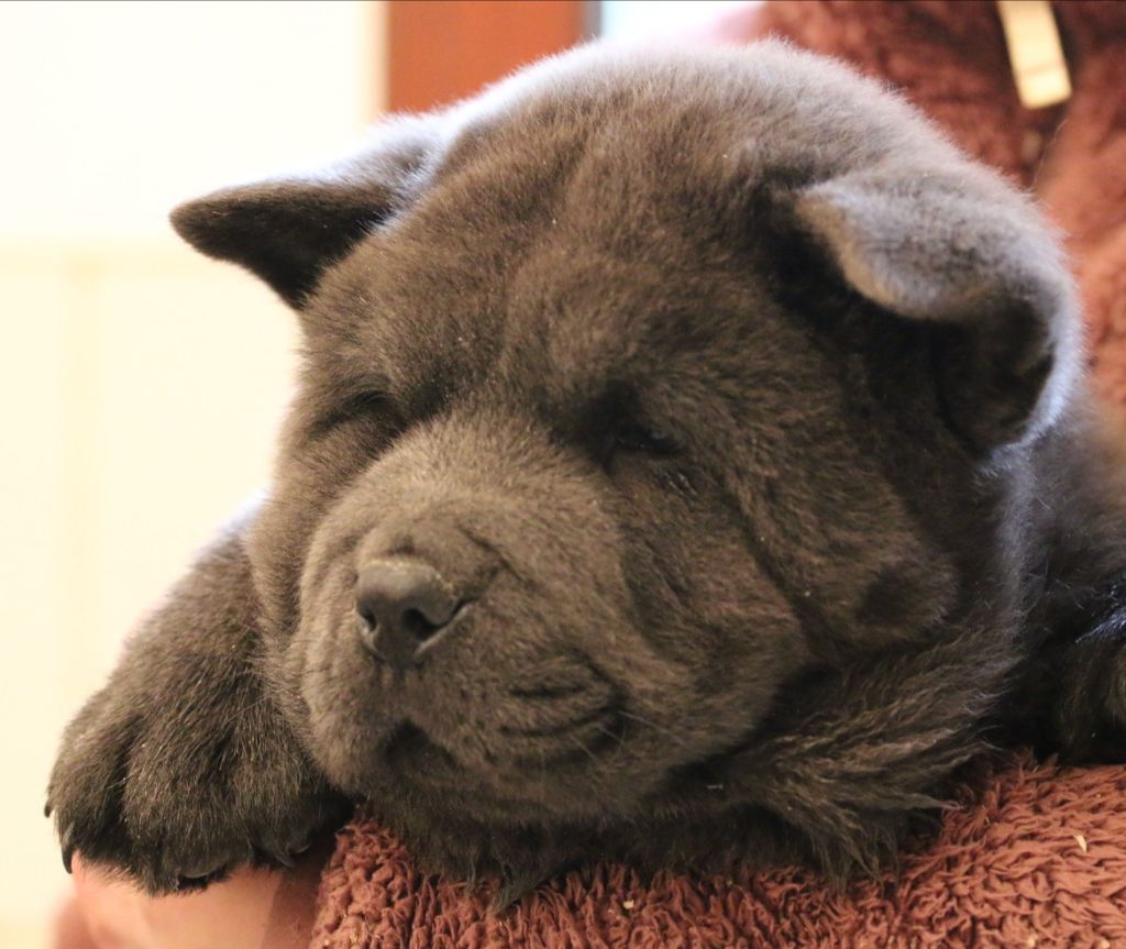 Publication : Aurely's Dogs