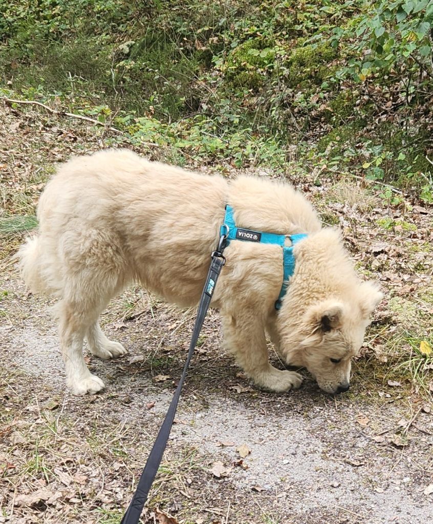 Aia Du Mistral Normand