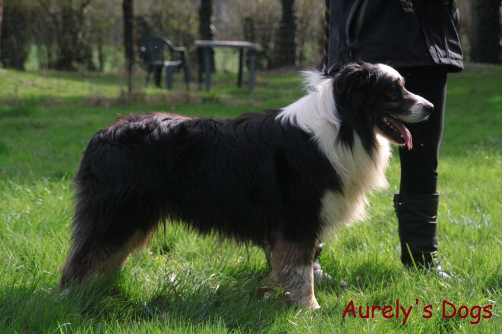 Publication : Aurely's Dogs  Auteur : Aurely's Dogs