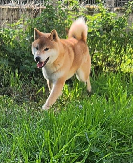 Urubu De La Source Des Rochettes